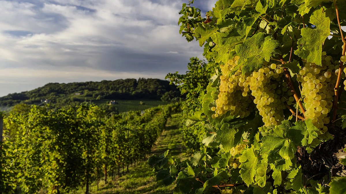 Vigneti del conegliano valdobbiadene prosecco superiore docg